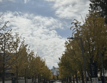 Picture on the Main walkway at Yonsei University. The sun is brightly shining through clouds and the trees that line the pathway are turning into fall colors.
