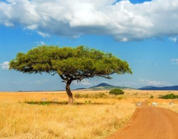 tree in botswana desert clear day