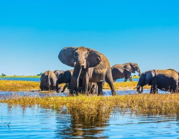 gaborone elephants swamp