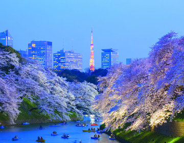 down town japan cherry blossom