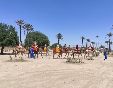 rabat study abroad camel ride