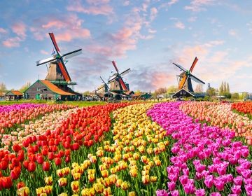 Amsterdam tuplips and windmills