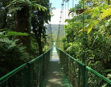 rainforest bridge in monteverde jungle