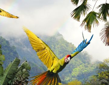 monteverde birds flying
