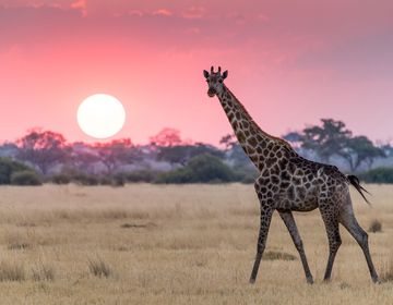 gaborone giraffe walking plains at sunset