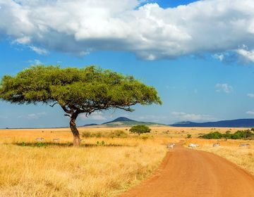 77528_High School Summer Abroad_Botswana_Beautiful landscape with nobody tree in Africa (1).jpg