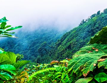 monteverde-cloud-forest