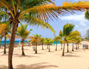 san-juan-puerto-rico-beach-palm-tree.jpg