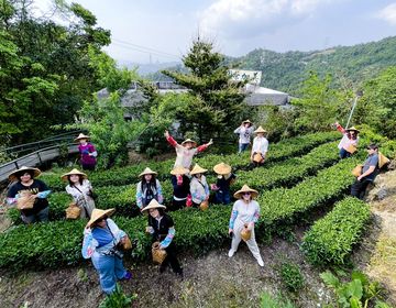 taipei-student-group-tea-picking