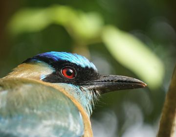 costa-rica-monteverde-motmot-bird