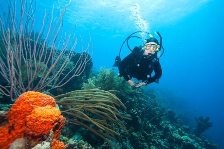 Scuba diving in the ocean by orange coral