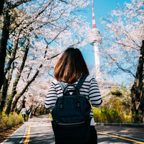 seoul tower cherry blossom