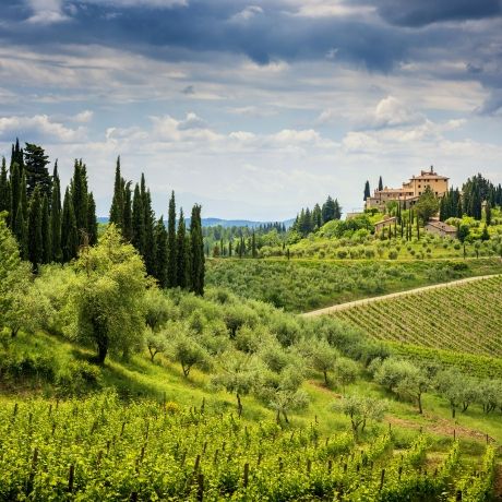 Florence vineyard in Chianti hills