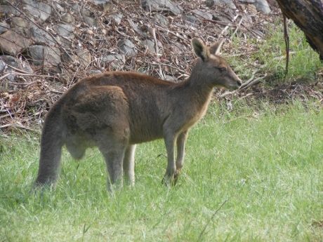 Kangaroo in Australia