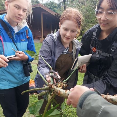 monteverde students look at tree roots