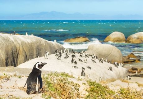 Penguins on the beach in Cape Town