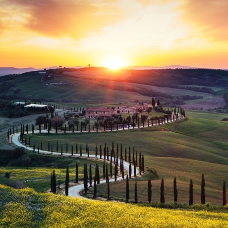 Tuscany vineyard at sunset