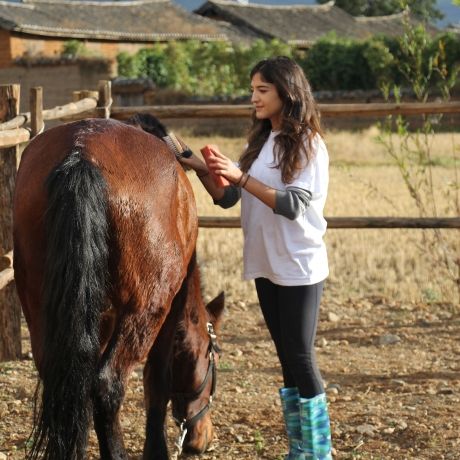yunnan student abroad horse