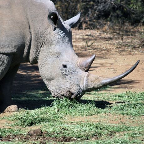 gaborone rhino