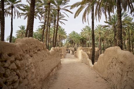 Palm trees lining a bridge in Saudi Arabia