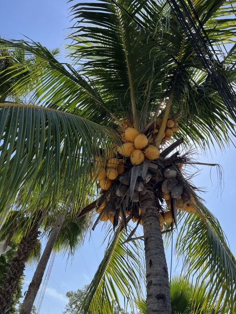 Palm tree with coconuts in Mexico