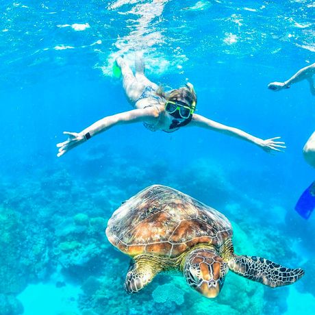 sydney student swimming with sea turtle