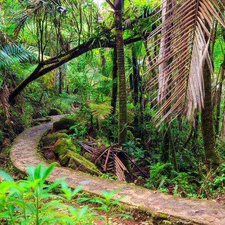 san-juan-el-yunque-path