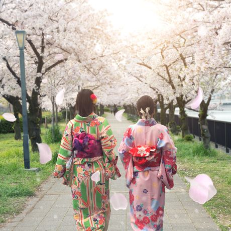 Asian women wearing traditional Japanese kimono in Sakura Garden in Osaka, Japan