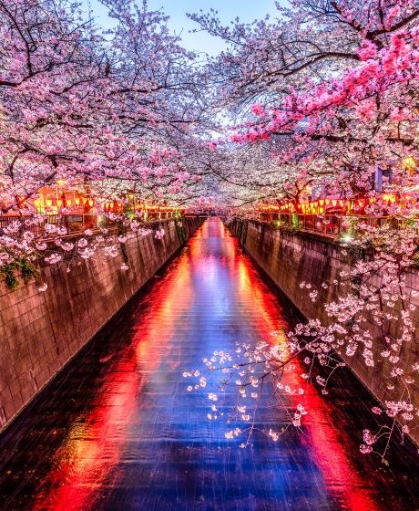 tokyo cherry blossoms on meguro river at dusk