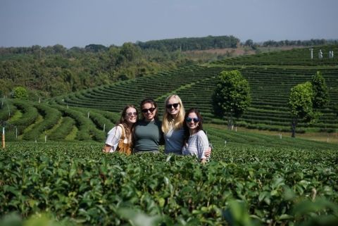 Four girls pose in a field of tea plants with rolling hills in the background