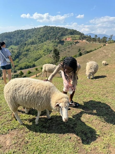 Me and my new sheep friends on the top of a mountain.