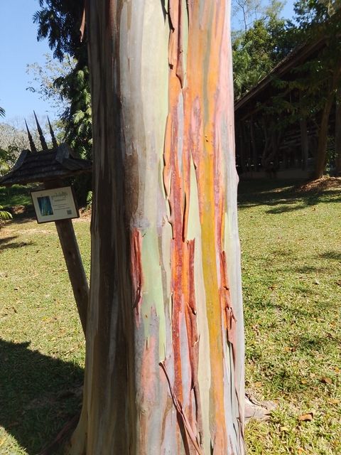 A rainbow eucalyptus tree at the Mae Fah Luang Art and Culture Park