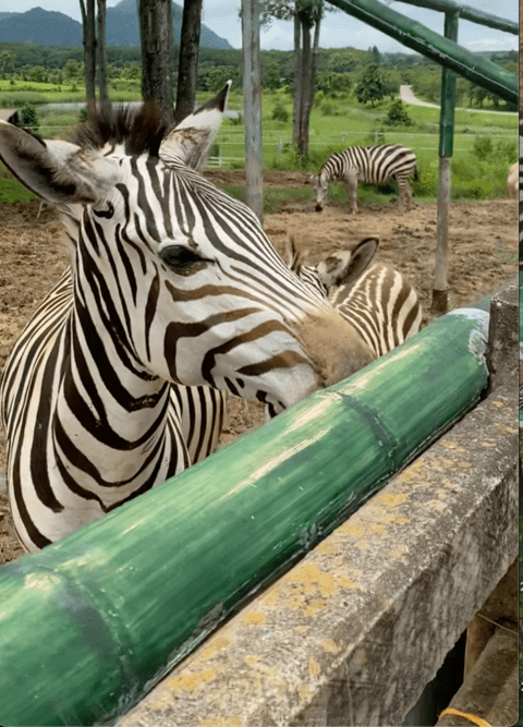 A picture showing one of many zebras at Singha Park