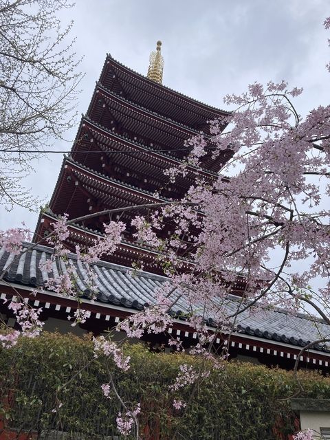 asakusa tower temple with sakura flowers