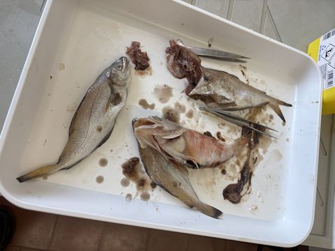 Fish dissection at University of Lisbon