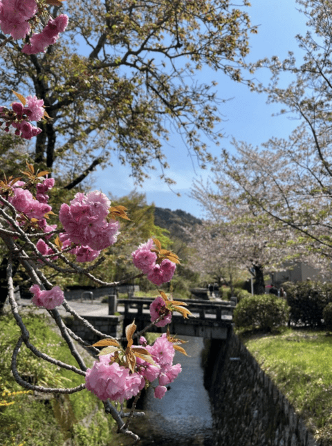 Philosopher’s path in cherry blossom season is the best season to stroll. 