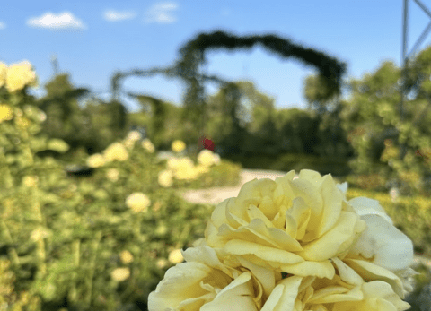 La Rosaleda in Retiro Park