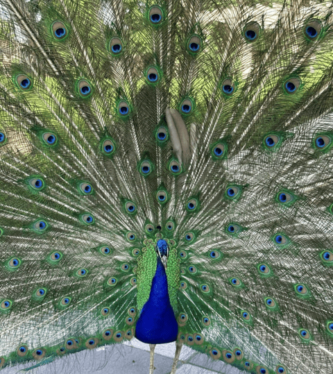 Peacock in El Retiro