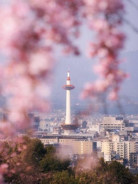 image of cherry blossoms framing Kyoto