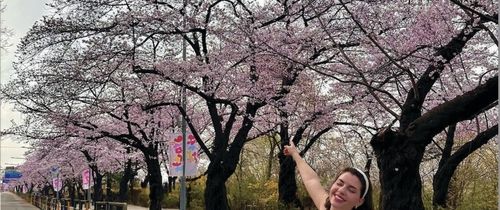 Cherry Blossom Pic