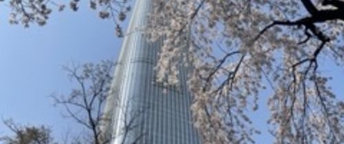 image is looking up at lotte tower building which is surrounded by cherry blossom tress