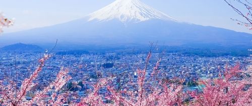 tokyo mountain cherry blossoms