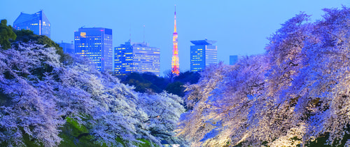 down town japan cherry blossom