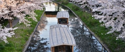 kyoto spring river boats cherry blossoms
