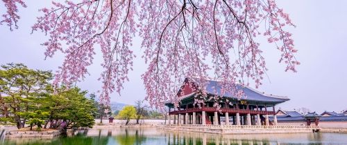 cherry blossom and temple south korea