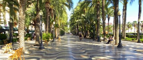 Palm trees in Alicante, Spain