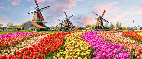 Amsterdam colorful flowers windmills