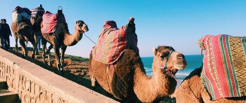 camels by the ocean rabat morocco