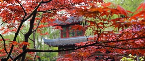 Chinese temple surrounded by fall leaves