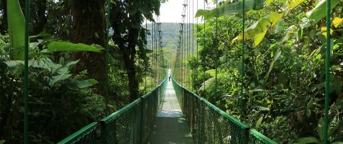 rainforest bridge in monteverde jungle